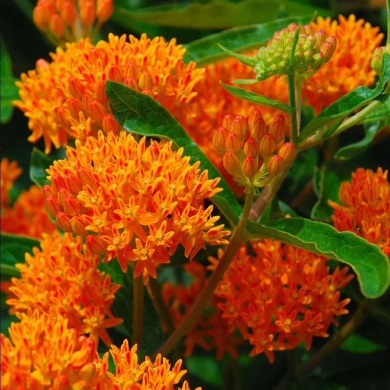 2-Pack Orange Milkweed Live Starter Plants - 4-9 Inch Tall - Butterfly Attractant 2-Pack Orange Milkweed Live Starter Plants - 4-9 Inch Tall - Butterfly Attractant - Image 2