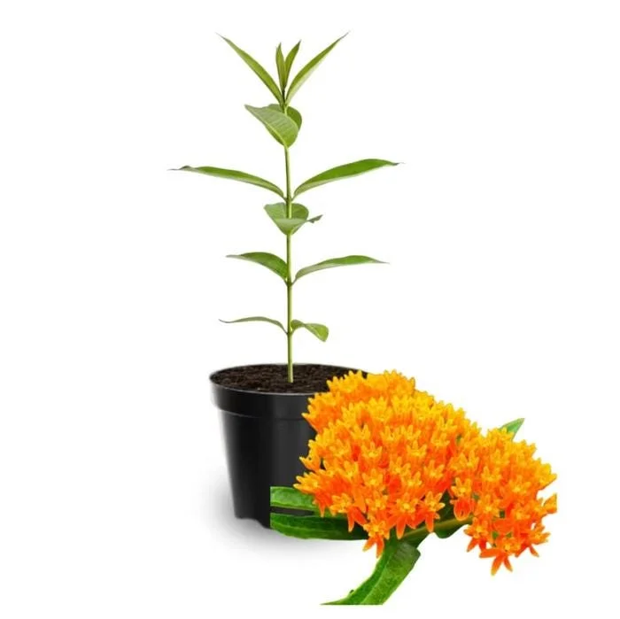 2-Pack Orange Milkweed Live Starter Plants - 4-9 Inch Tall - Butterfly Attractant 2-Pack Orange Milkweed Live Starter Plants - 4-9 Inch Tall - Butterfly Attractant - Image 3