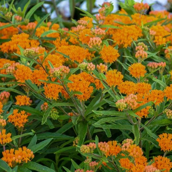 2-Pack Orange Milkweed Live Starter Plants - 4-9 Inch Tall - Butterfly Attractant 2-Pack Orange Milkweed Live Starter Plants - 4-9 Inch Tall - Butterfly Attractant - Image 5