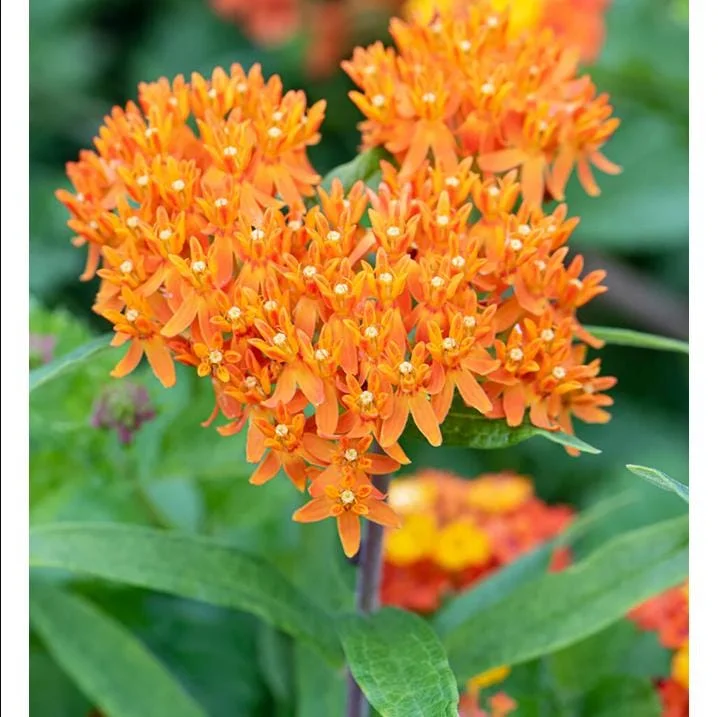 2-Pack Orange Milkweed Live Starter Plants - 4-9 Inch Tall - Butterfly Attractant 2-Pack Orange Milkweed Live Starter Plants - 4-9 Inch Tall - Butterfly Attractant - Image 6