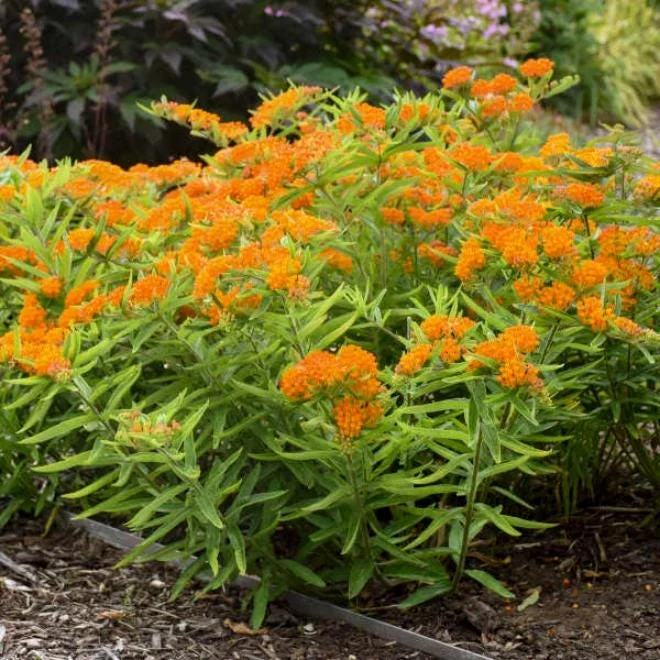 2-Pack Orange Milkweed Live Starter Plants - 4-9 Inch Tall - Butterfly Attractant 2-Pack Orange Milkweed Live Starter Plants - 4-9 Inch Tall - Butterfly Attractant - Image 7