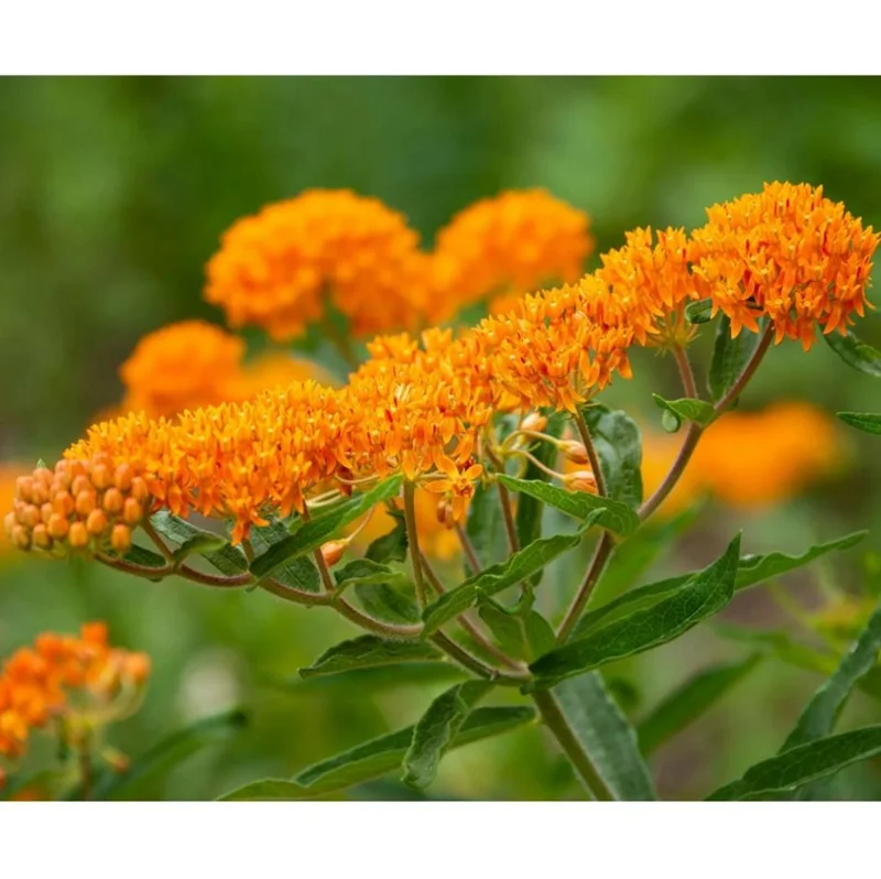 2-Pack Orange Milkweed Live Starter Plants - 4-9 Inch Tall - Butterfly Attractant 2-Pack Orange Milkweed Live Starter Plants - 4-9 Inch Tall - Butterfly Attractant - Image 8
