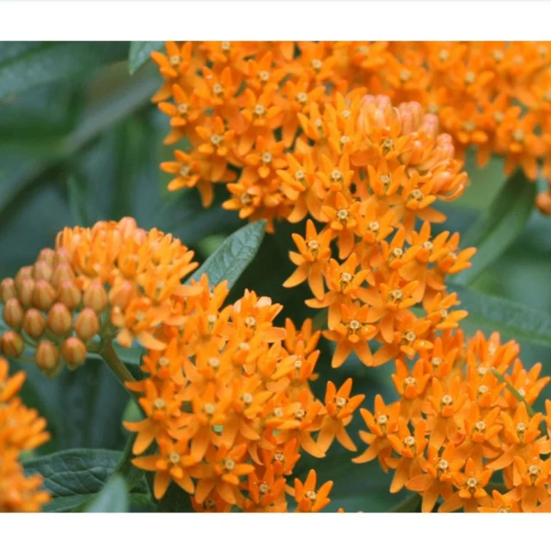 2-Pack Orange Milkweed Live Starter Plants - 4-9 Inch Tall - Butterfly Attractant 2-Pack Orange Milkweed Live Starter Plants - 4-9 Inch Tall - Butterfly Attractant - Image 9