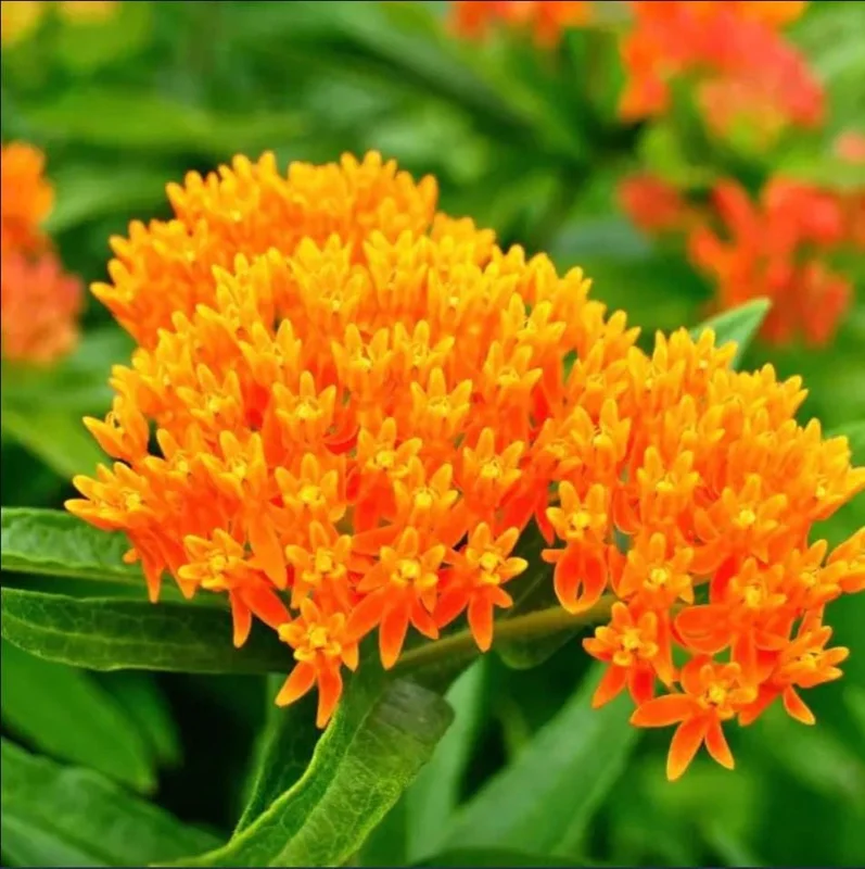 2-Pack Orange Milkweed Live Starter Plants - 4-9 Inch Tall - Butterfly Attractant 2-Pack Orange Milkweed Live Starter Plants - 4-9 Inch Tall - Butterfly Attractant - Image 1