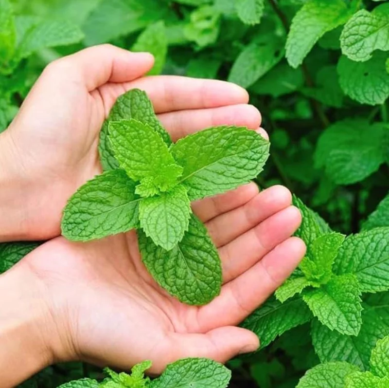 2 Peppermint Live Plants - 4-6 Inch Starter Herb for Culinary & Garden Use 2 Peppermint Live Plants - 4-6 Inch Starter Herb for Culinary & Garden Use - Image 10