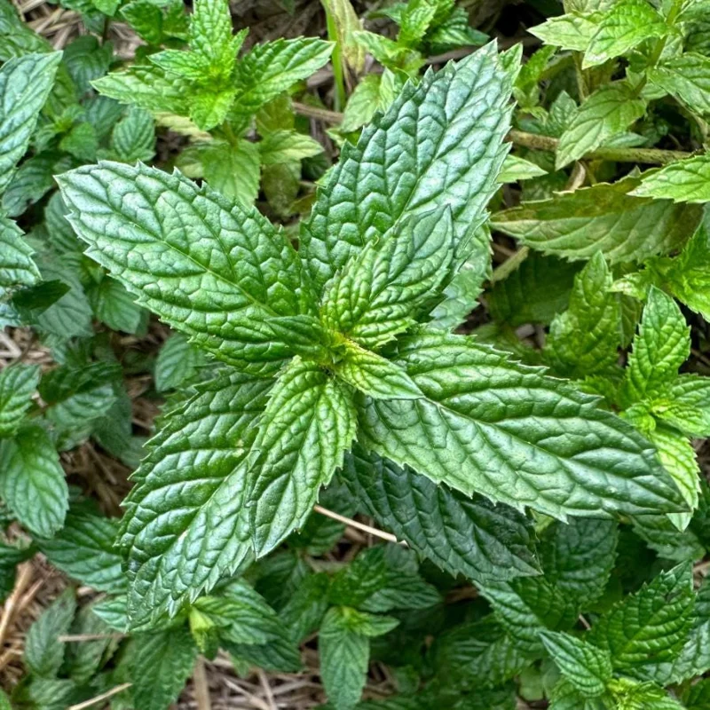 2 Peppermint Live Plants - 4-6 Inch Starter Herb for Culinary & Garden Use 2 Peppermint Live Plants - 4-6 Inch Starter Herb for Culinary & Garden Use - Image 2