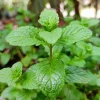 2 Peppermint Live Plants - 4-6 Inch Starter Herb for Culinary & Garden Use - Image 1