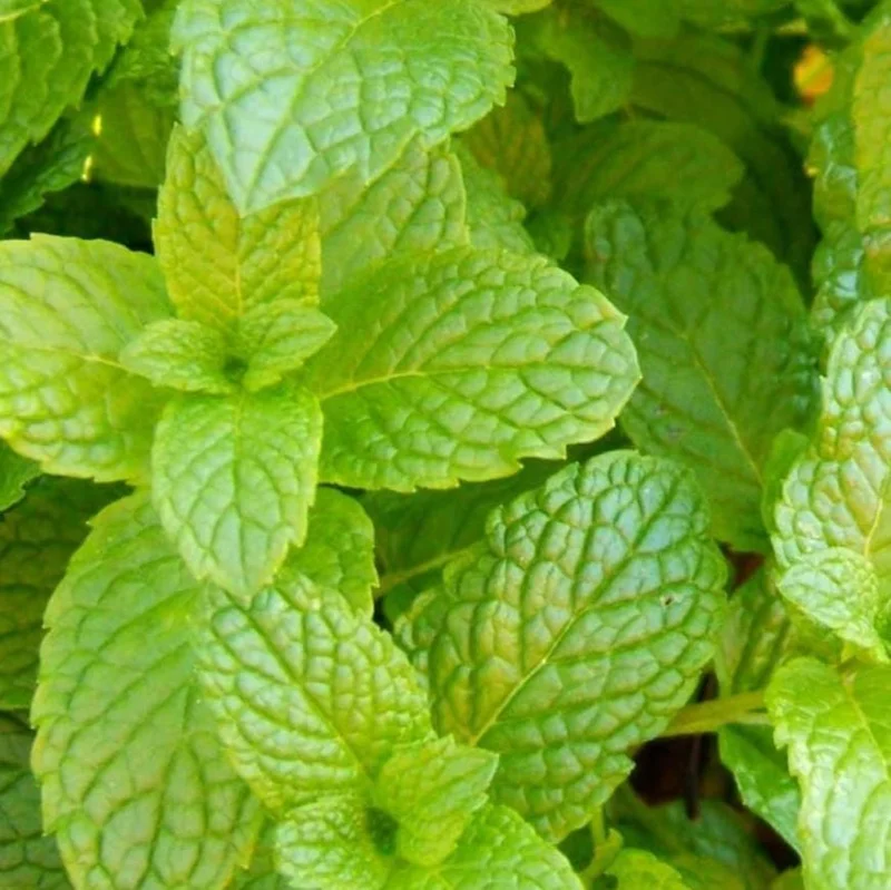 2 Peppermint Live Plants - 4-6 Inch Starter Herb for Culinary & Garden Use 2 Peppermint Live Plants - 4-6 Inch Starter Herb for Culinary & Garden Use - Image 3