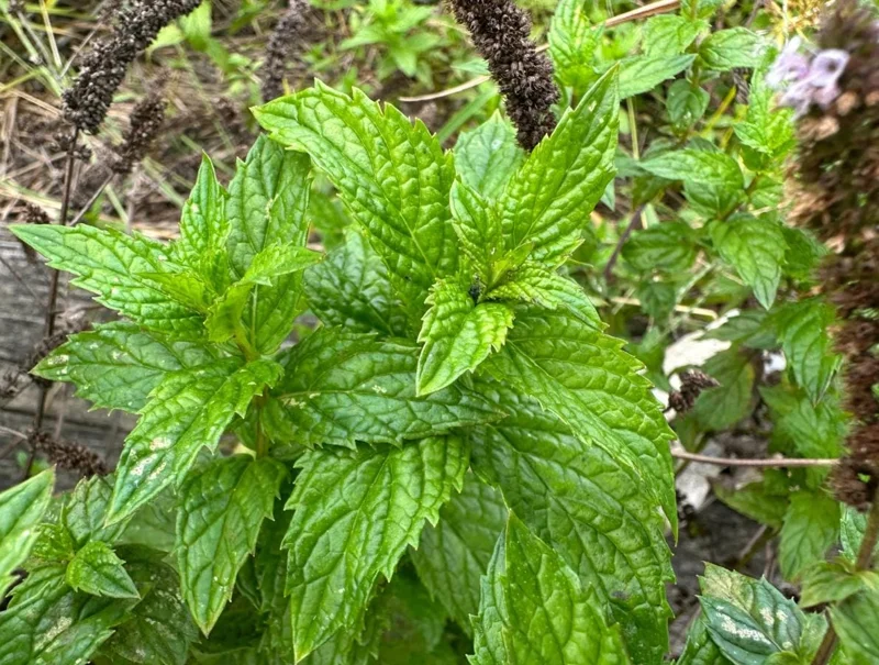 2 Peppermint Live Plants - 4-6 Inch Starter Herb for Culinary & Garden Use 2 Peppermint Live Plants - 4-6 Inch Starter Herb for Culinary & Garden Use - Image 6