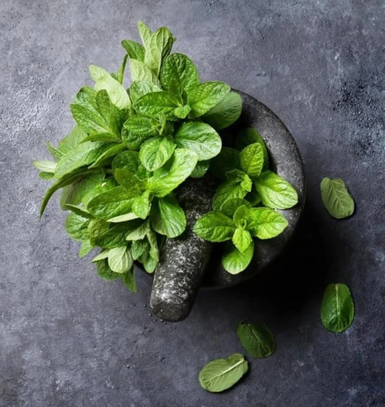 2 Peppermint Live Plants - 4-6 Inch Starter Herb for Culinary & Garden Use 2 Peppermint Live Plants - 4-6 Inch Starter Herb for Culinary & Garden Use - Image 7