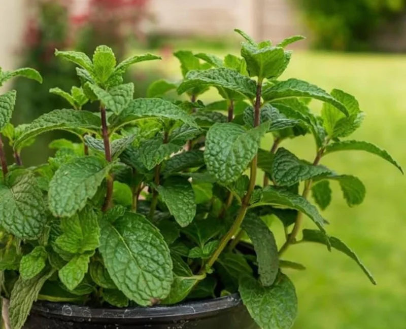 2 Peppermint Live Plants - 4-6 Inch Starter Herb for Culinary & Garden Use 2 Peppermint Live Plants - 4-6 Inch Starter Herb for Culinary & Garden Use - Image 8