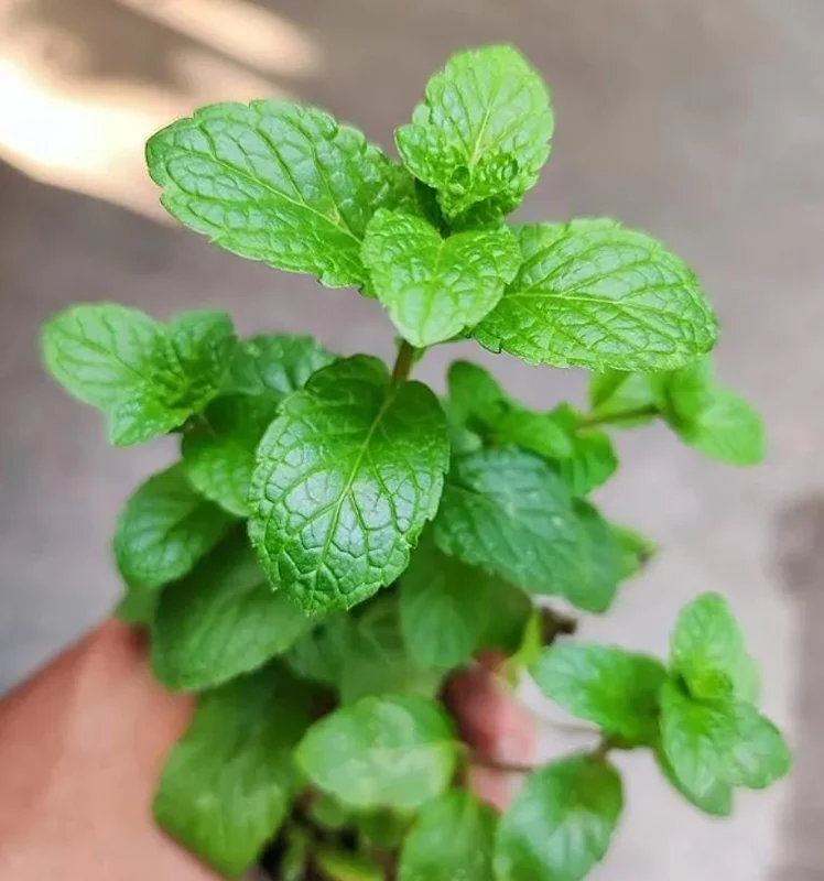 2 Peppermint Live Plants - 4-6 Inch Starter Herb for Culinary & Garden Use 2 Peppermint Live Plants - 4-6 Inch Starter Herb for Culinary & Garden Use - Image 9
