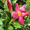 2 Red Mandevilla Live Plants – 4-6" Tall – Climbing Vine – Bright Blooms - Image 1