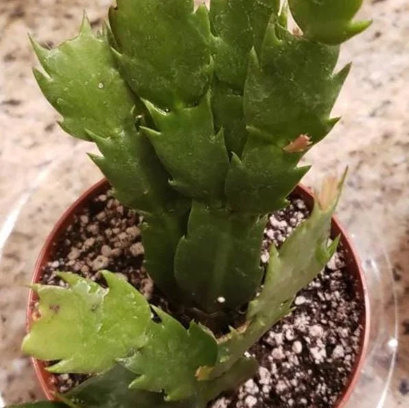 2 Salmon Holiday Cactus Live Plants - Christmas & Thanksgiving Cactus in 3 Inch Pot 2 Salmon Holiday Cactus Live Plants - Christmas & Thanksgiving Cactus in 3 Inch Pot - Image 2