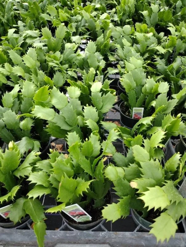 2 Salmon Holiday Cactus Live Plants - Christmas & Thanksgiving Cactus in 3 Inch Pot 2 Salmon Holiday Cactus Live Plants - Christmas & Thanksgiving Cactus in 3 Inch Pot - Image 3