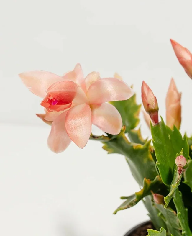 2 Salmon Holiday Cactus Live Plants - Christmas & Thanksgiving Cactus in 3 Inch Pot 2 Salmon Holiday Cactus Live Plants - Christmas & Thanksgiving Cactus in 3 Inch Pot - Image 6