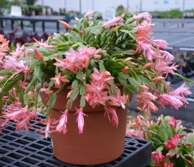 2 Salmon Holiday Cactus Live Plants - Christmas & Thanksgiving Cactus in 3 Inch Pot 2 Salmon Holiday Cactus Live Plants - Christmas & Thanksgiving Cactus in 3 Inch Pot - Image 7