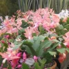 2 Salmon Holiday Cactus Live Plants - Christmas & Thanksgiving Cactus in 3 Inch Pot - Image 1