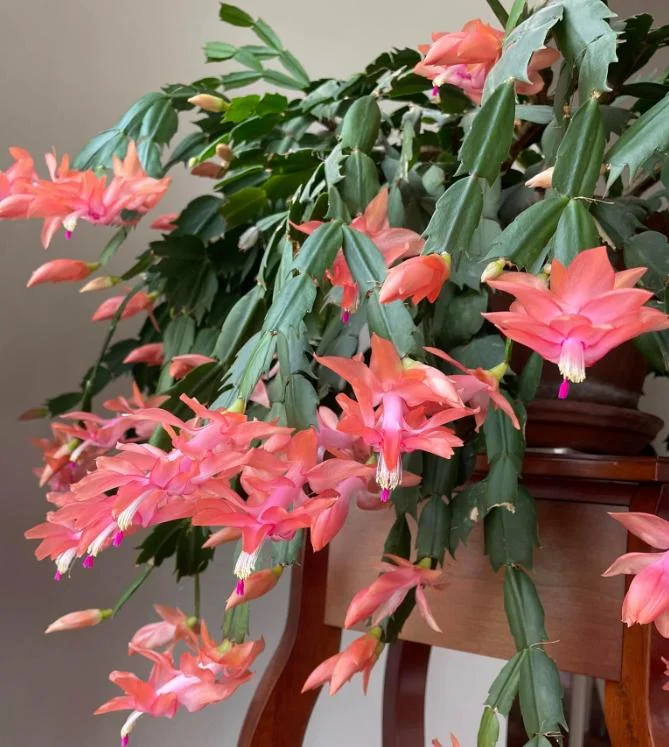 2 Salmon Holiday Cactus Live Plants - Christmas & Thanksgiving Cactus in 3 Inch Pot 2 Salmon Holiday Cactus Live Plants - Christmas & Thanksgiving Cactus in 3 Inch Pot - Image 8