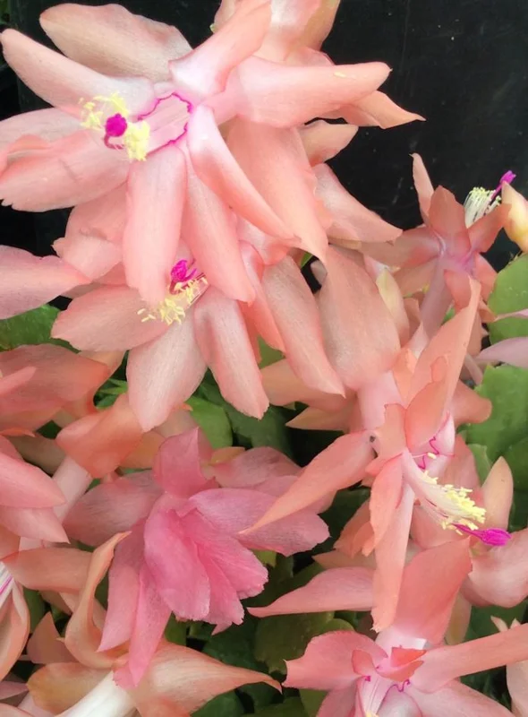 2 Salmon Holiday Cactus Live Plants - Christmas & Thanksgiving Cactus in 3 Inch Pot 2 Salmon Holiday Cactus Live Plants - Christmas & Thanksgiving Cactus in 3 Inch Pot - Image 9