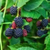 2 Sweetie Pie Blackberry Plants - Live Starter, Thornless, Heat Tolerant, 4-6 inches Tall, Outdoor - Image 1