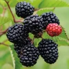 2 Thornless Blackberry Live Plants - Primocane Fruiting Starter - Large Sweet Fruit - Image 1