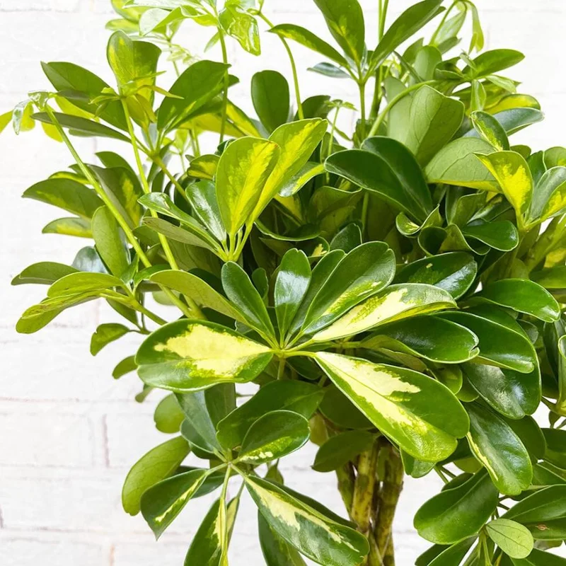 2 Trinette Arboricola Live Plants Variegated Schefflera Umbrella Tree, 5-6 Inch Tall 2 Trinette Arboricola Live Plants Variegated Schefflera Umbrella Tree, 5-6 Inch Tall - Image 4