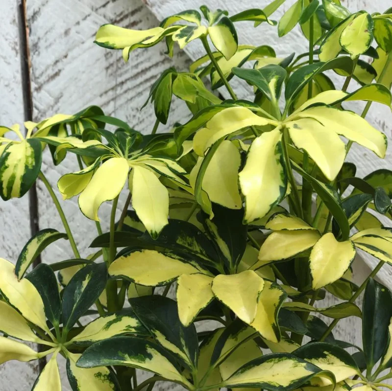 2 Trinette Arboricola Live Plants Variegated Schefflera Umbrella Tree, 5-6 Inch Tall 2 Trinette Arboricola Live Plants Variegated Schefflera Umbrella Tree, 5-6 Inch Tall - Image 6