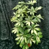 2 Trinette Arboricola Live Plants Variegated Schefflera Umbrella Tree, 5-6 Inch Tall - Image 1