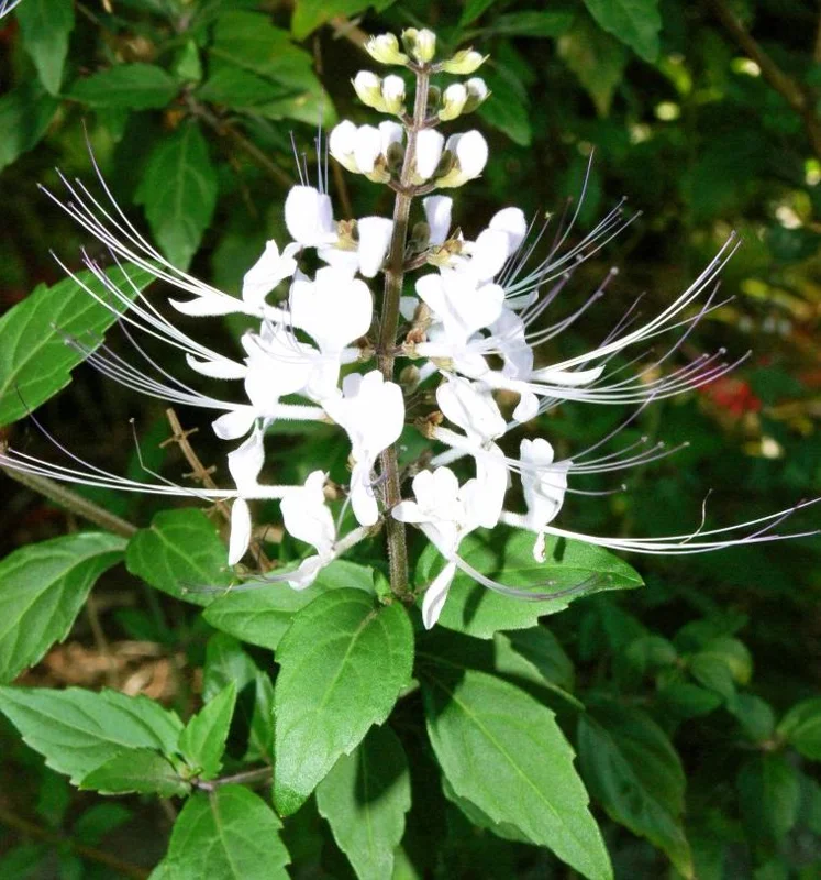 2 White Cat Whiskers Live Plants (Orthosiphon aristatus) - 4-6" Tall Starter, Tropical Ornamental 2 White Cat Whiskers Live Plants (Orthosiphon aristatus) - 4-6" Tall Starter, Tropical Ornamental - Image 2