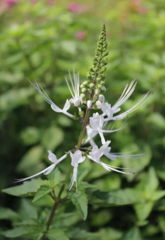2 White Cat Whiskers Live Plants (Orthosiphon aristatus) - 4-6" Tall Starter, Tropical Ornamental 2 White Cat Whiskers Live Plants (Orthosiphon aristatus) - 4-6" Tall Starter, Tropical Ornamental - Image 3