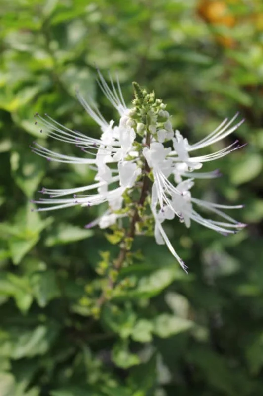 2 White Cat Whiskers Live Plants (Orthosiphon aristatus) - 4-6" Tall Starter, Tropical Ornamental 2 White Cat Whiskers Live Plants (Orthosiphon aristatus) - 4-6" Tall Starter, Tropical Ornamental - Image 4