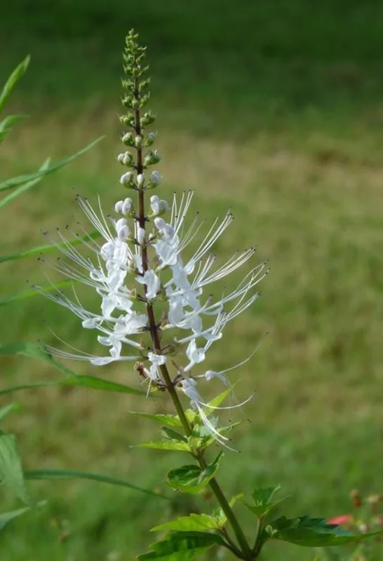 2 White Cat Whiskers Live Plants (Orthosiphon aristatus) - 4-6" Tall Starter, Tropical Ornamental 2 White Cat Whiskers Live Plants (Orthosiphon aristatus) - 4-6" Tall Starter, Tropical Ornamental - Image 5