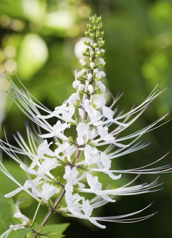 2 White Cat Whiskers Live Plants (Orthosiphon aristatus) - 4-6" Tall Starter, Tropical Ornamental 2 White Cat Whiskers Live Plants (Orthosiphon aristatus) - 4-6" Tall Starter, Tropical Ornamental - Image 6