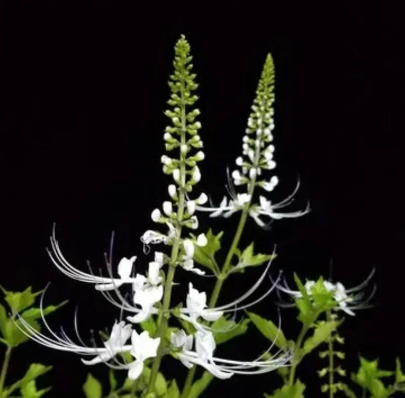 2 White Cat Whiskers Live Plants (Orthosiphon aristatus) - 4-6" Tall Starter, Tropical Ornamental 2 White Cat Whiskers Live Plants (Orthosiphon aristatus) - 4-6" Tall Starter, Tropical Ornamental - Image 7