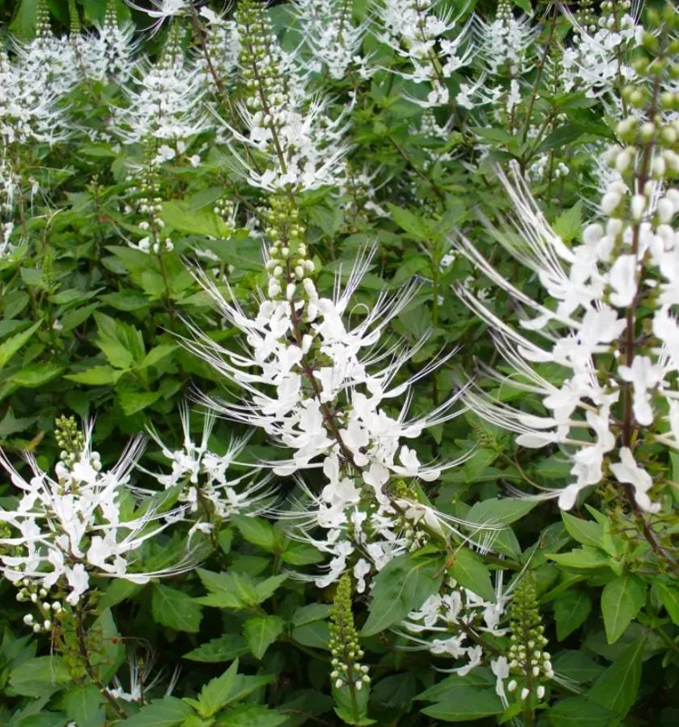 2 White Cat Whiskers Live Plants (Orthosiphon aristatus) - 4-6" Tall Starter, Tropical Ornamental 2 White Cat Whiskers Live Plants (Orthosiphon aristatus) - 4-6" Tall Starter, Tropical Ornamental - Image 8