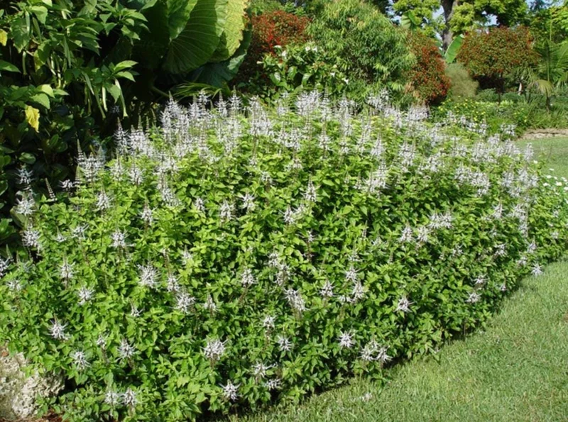 2 White Cat Whiskers Live Plants (Orthosiphon aristatus) - 4-6" Tall Starter, Tropical Ornamental 2 White Cat Whiskers Live Plants (Orthosiphon aristatus) - 4-6" Tall Starter, Tropical Ornamental - Image 9