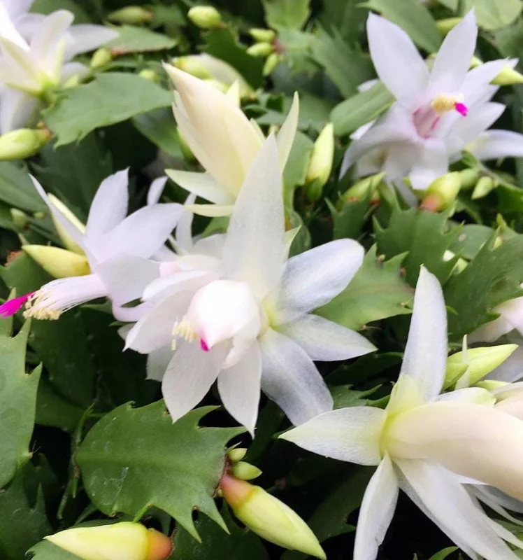 2 White Christmas Cactus Live Plants, 3-5 Inches Tall, 4-inch Pots, Indoor Schlumbergera 2 White Christmas Cactus Live Plants, 3-5 Inches Tall, 4-inch Pots, Indoor Schlumbergera - Image 3