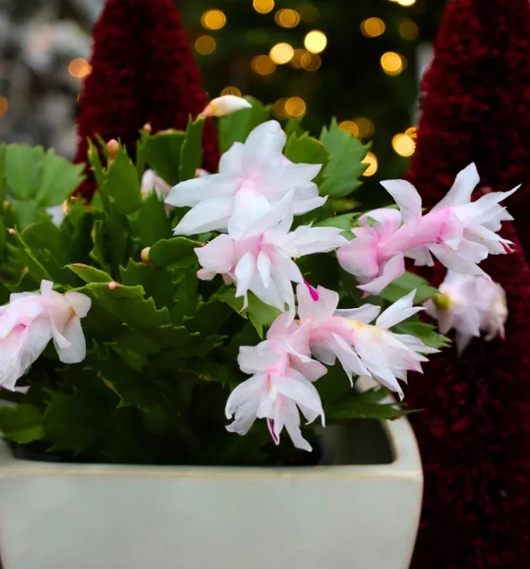 2 White Christmas Cactus Live Plants, 3-5 Inches Tall, 4-inch Pots, Indoor Schlumbergera 2 White Christmas Cactus Live Plants, 3-5 Inches Tall, 4-inch Pots, Indoor Schlumbergera - Image 4