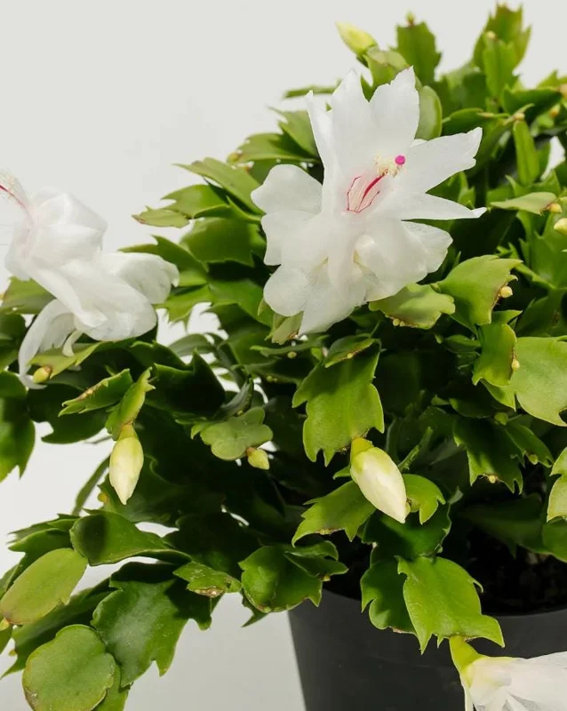 2 White Christmas Cactus Live Plants, 3-5 Inches Tall, 4-inch Pots, Indoor Schlumbergera 2 White Christmas Cactus Live Plants, 3-5 Inches Tall, 4-inch Pots, Indoor Schlumbergera - Image 5