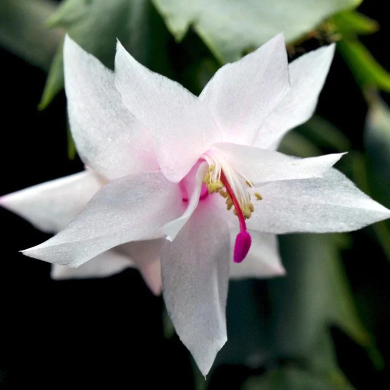 2 White Christmas Cactus Live Plants, 3-5 Inches Tall, 4-inch Pots, Indoor Schlumbergera 2 White Christmas Cactus Live Plants, 3-5 Inches Tall, 4-inch Pots, Indoor Schlumbergera - Image 6