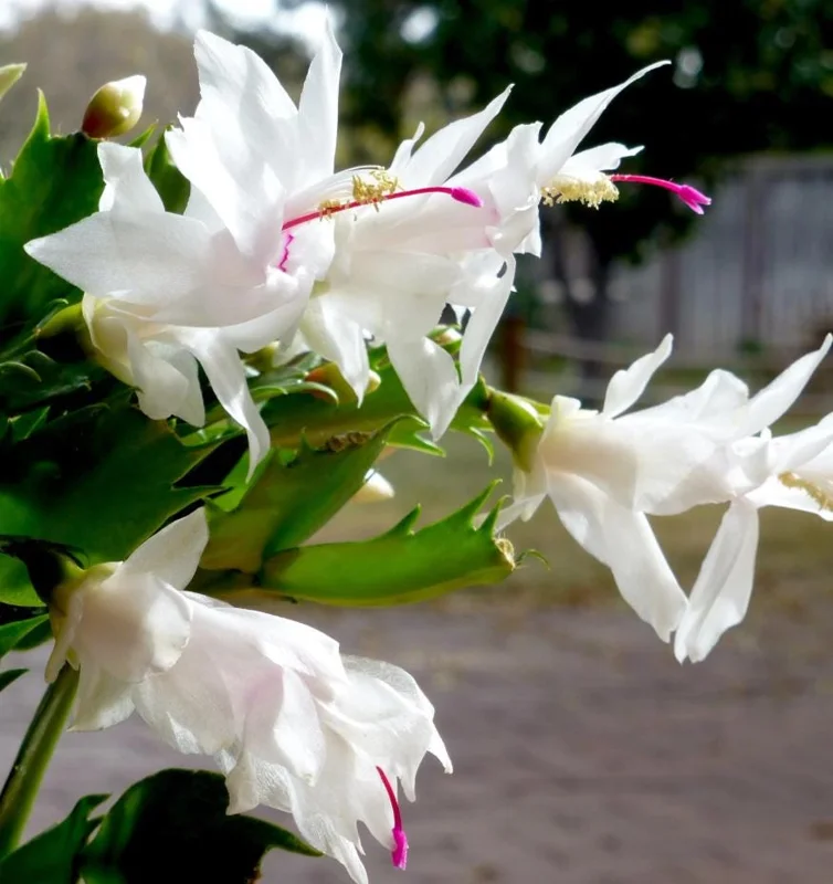 2 White Christmas Cactus Live Plants, 3-5 Inches Tall, 4-inch Pots, Indoor Schlumbergera 2 White Christmas Cactus Live Plants, 3-5 Inches Tall, 4-inch Pots, Indoor Schlumbergera - Image 7