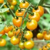 2 Yellow Cherry Tomato Live Plants, 4-6 Inch Tall, 4 Inch Pot, Outdoor Garden - Image 1