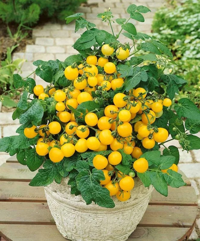 2 Yellow Cherry Tomato Live Plants – 4-6 Inch Tall Seedlings in 4 Inch Pots – Outdoor Garden Ready - Image 1