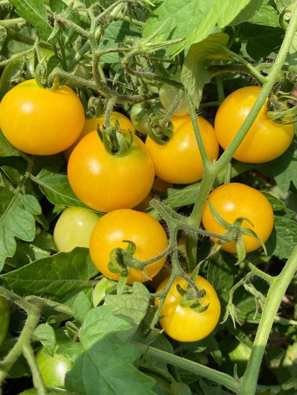 2 Yellow Cherry Tomato Live Plants – 4-6 Inch Tall Seedlings in 4 Inch Pots – Outdoor Garden Ready - Image 2