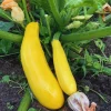 2 Yellow Squash Live Plants – 4-6 Inch Tall Summer Squash Seedlings in 4 Inch Pots – Outdoor Garden Ready - Image 1