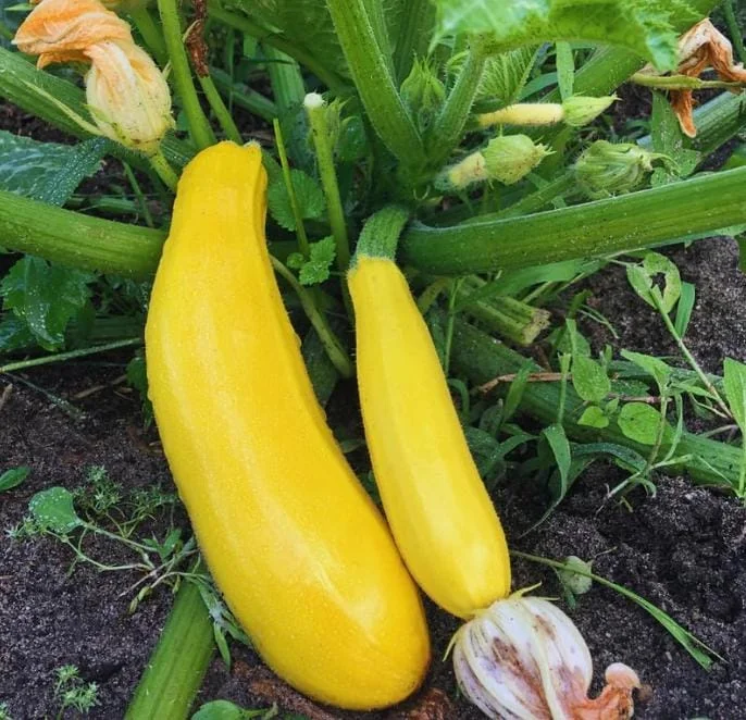 2 Yellow Squash Live Plants – 4-6 Inch Tall Summer Squash Seedlings in 4 Inch Pots – Outdoor Garden Ready 2 Yellow Squash Live Plants – 4-6 Inch Tall Summer Squash Seedlings in 4 Inch Pots – Outdoor Garden Ready - Image 1