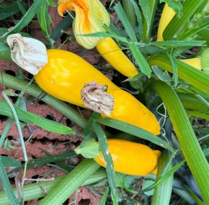 2 Yellow Squash Live Plants – 4-6 Inch Tall Summer Squash Seedlings in 4 Inch Pots – Outdoor Garden Ready 2 Yellow Squash Live Plants – 4-6 Inch Tall Summer Squash Seedlings in 4 Inch Pots – Outdoor Garden Ready - Image 10