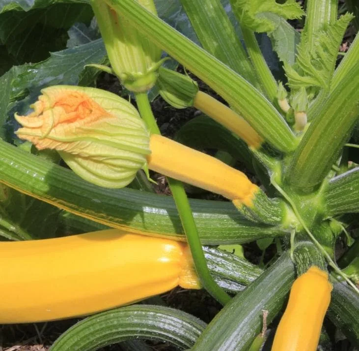 2 Yellow Squash Live Plants – 4-6 Inch Tall Summer Squash Seedlings in 4 Inch Pots – Outdoor Garden Ready 2 Yellow Squash Live Plants – 4-6 Inch Tall Summer Squash Seedlings in 4 Inch Pots – Outdoor Garden Ready - Image 2
