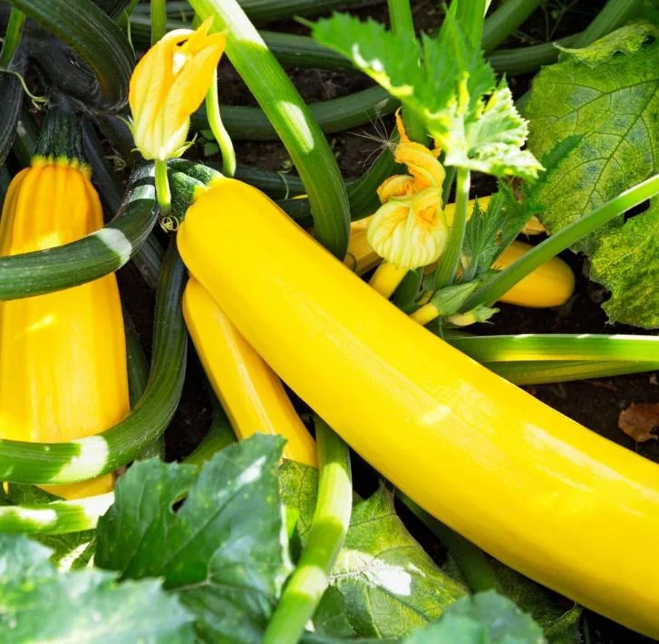 2 Yellow Squash Live Plants – 4-6 Inch Tall Summer Squash Seedlings in 4 Inch Pots – Outdoor Garden Ready 2 Yellow Squash Live Plants – 4-6 Inch Tall Summer Squash Seedlings in 4 Inch Pots – Outdoor Garden Ready - Image 3